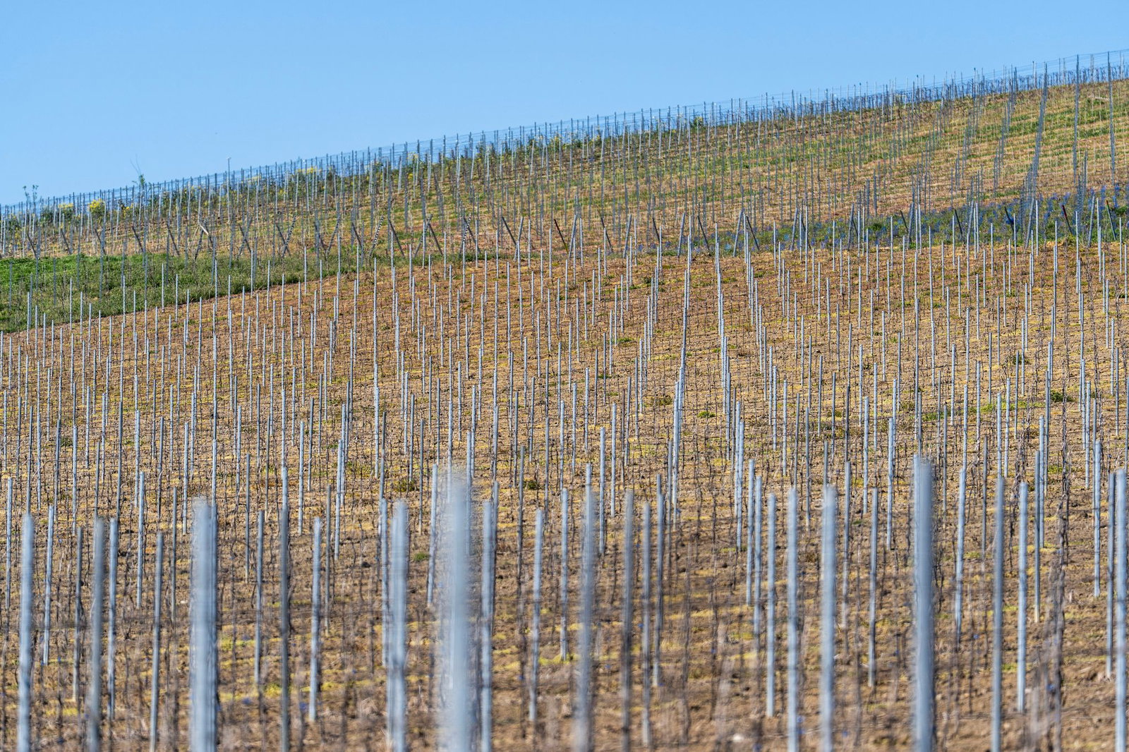 Die gesamte Rebfläche in Deutschland wird kleiner. (Symbolbild)