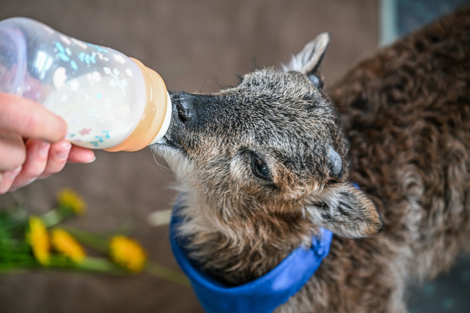 Lämmchen Henry hat alle zwei Stunden Kohldampf und braucht seinen Schoppen.