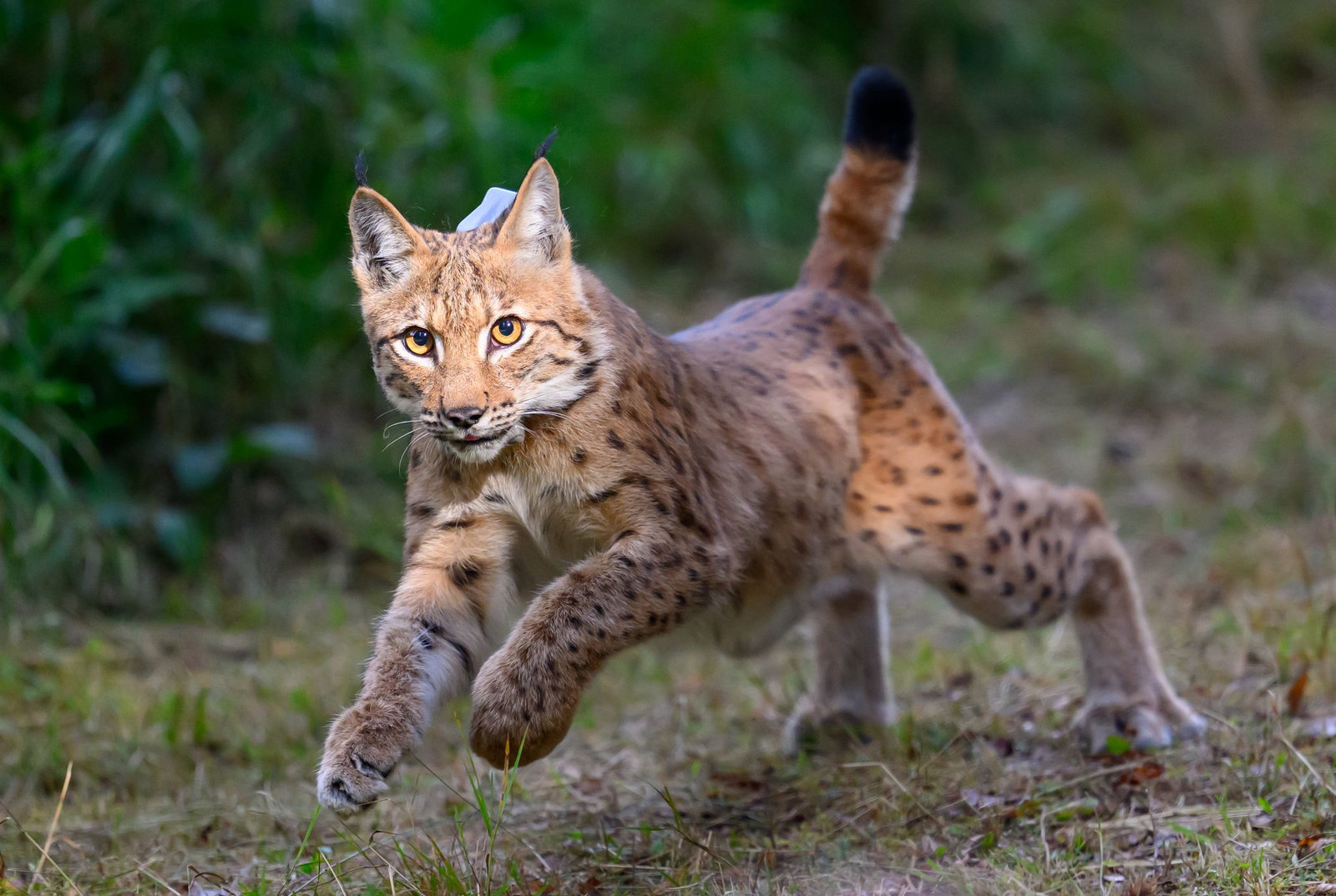 Es ist unklar, ob der Luchs aus der Schweiz zurückkommen wird.(Archiv)