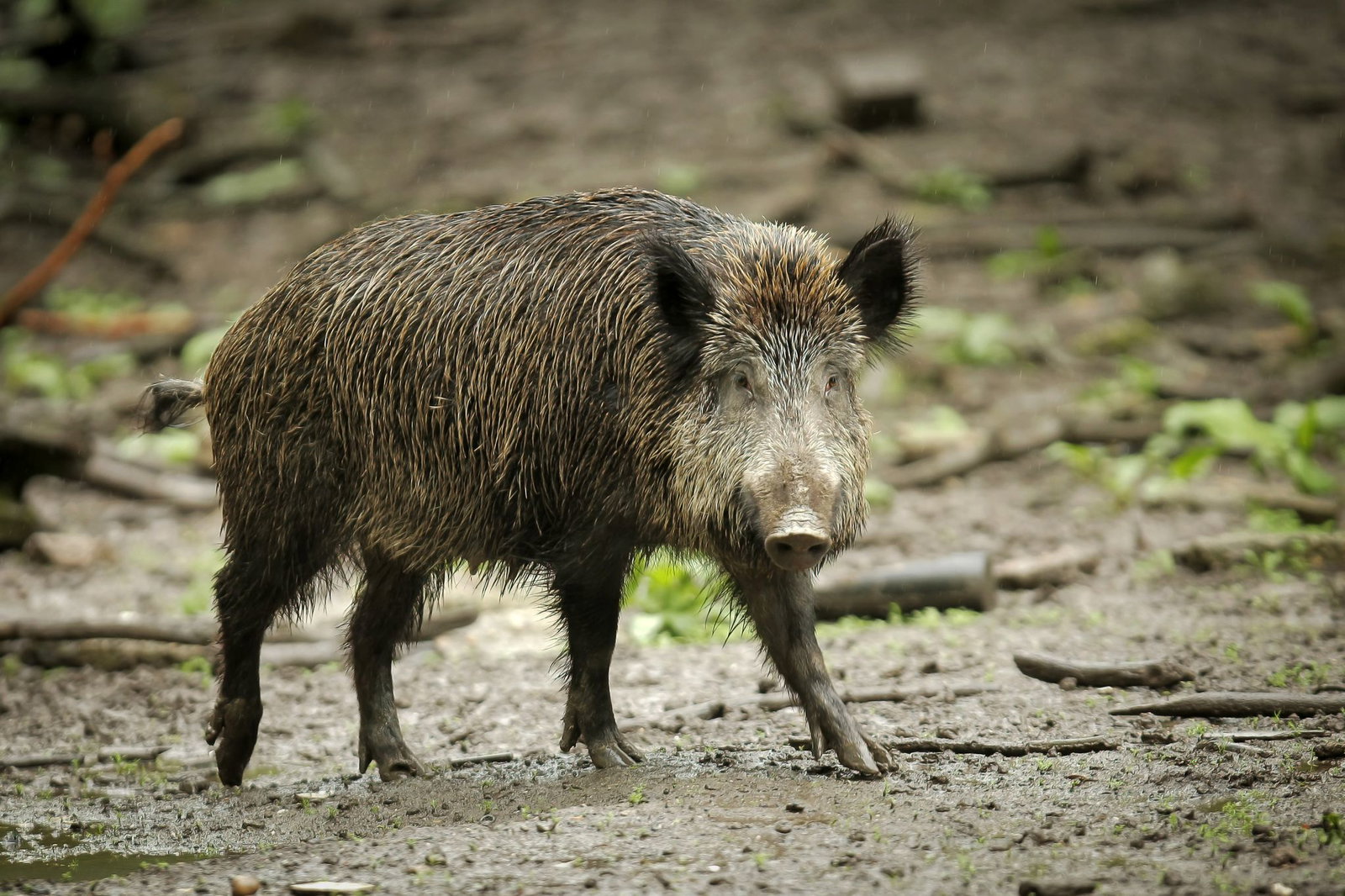 Wildschweine können durch ihre Ernährung Radioaktivität aufweisen. (Symbolbild)