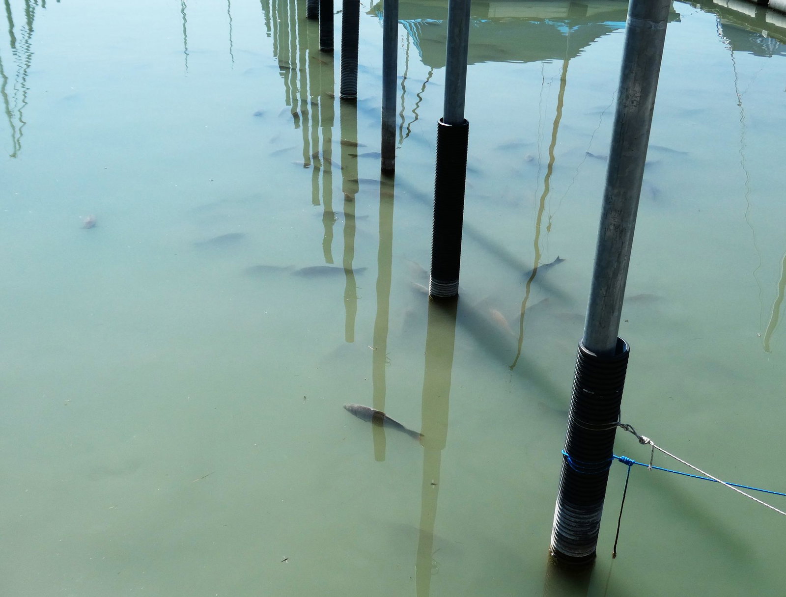 Am Bodenseeufer wurden tote Fische entdeckt. (Foto Handout)