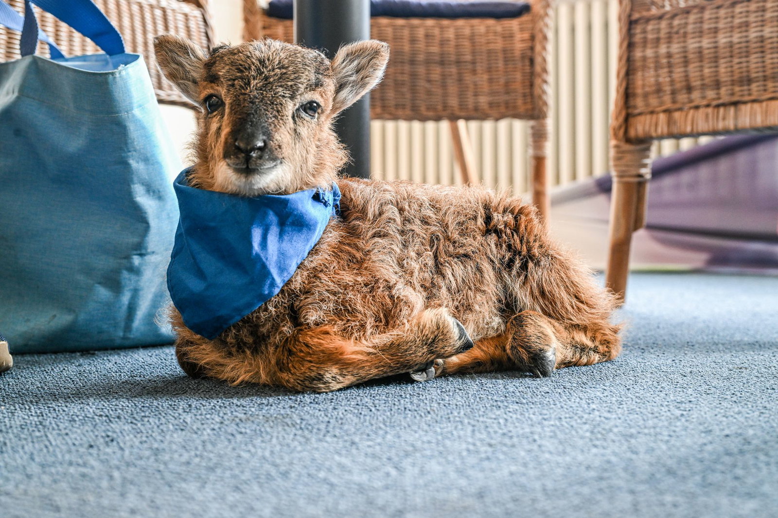 Henry ist auch mal müde und hält ein Nickerchen.