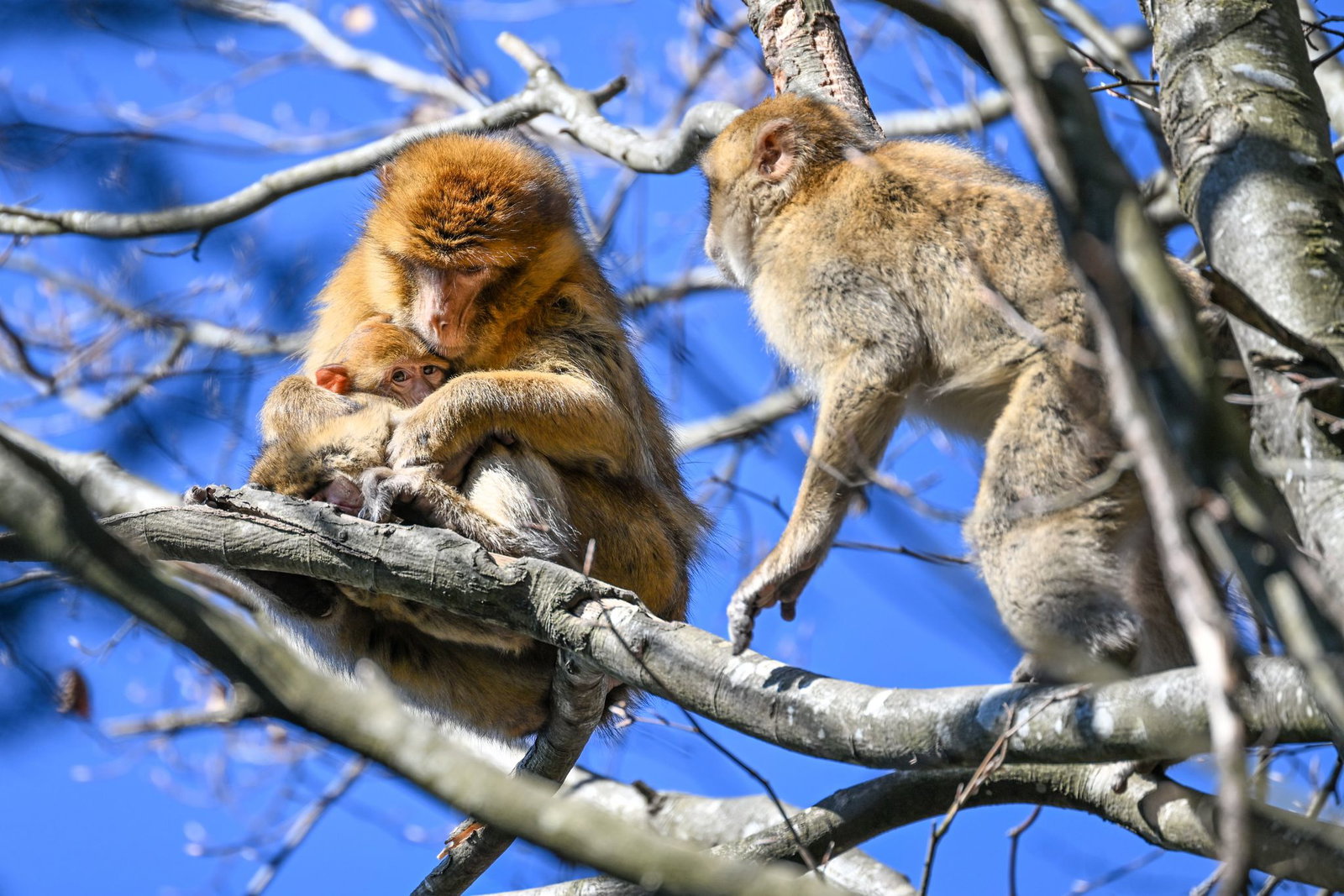 Der Affenberg feiert in diesem Jahr sein 50-jähriges Bestehen. (Archivbild) 