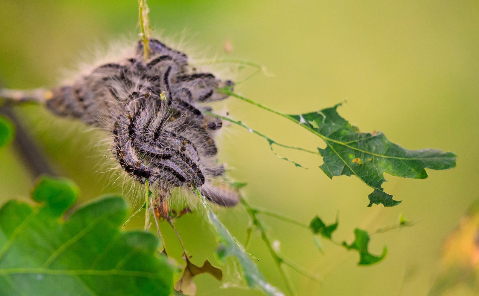 Ab Mai haben die Raupen ihre gefährlichen Brennhaare. (Archivbild)
