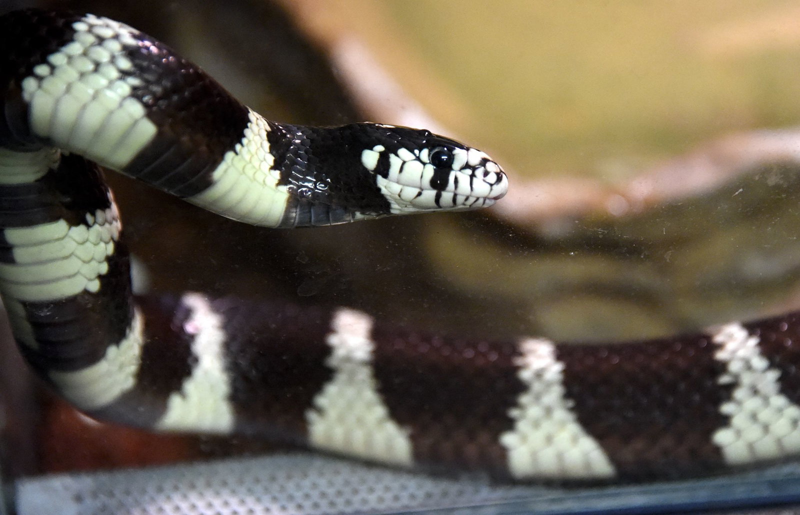 Die Kalifornische Kettennatter ist ungiftig und in Europa nicht heimisch. (Archivbild)