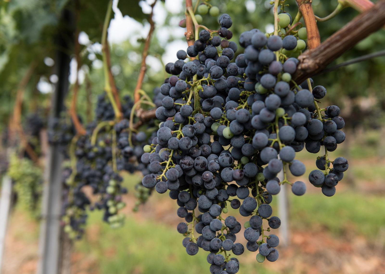 Die Merlot-Anbaufläche ist 2025 gegen den Trend gewachsen. (Symbolbild)