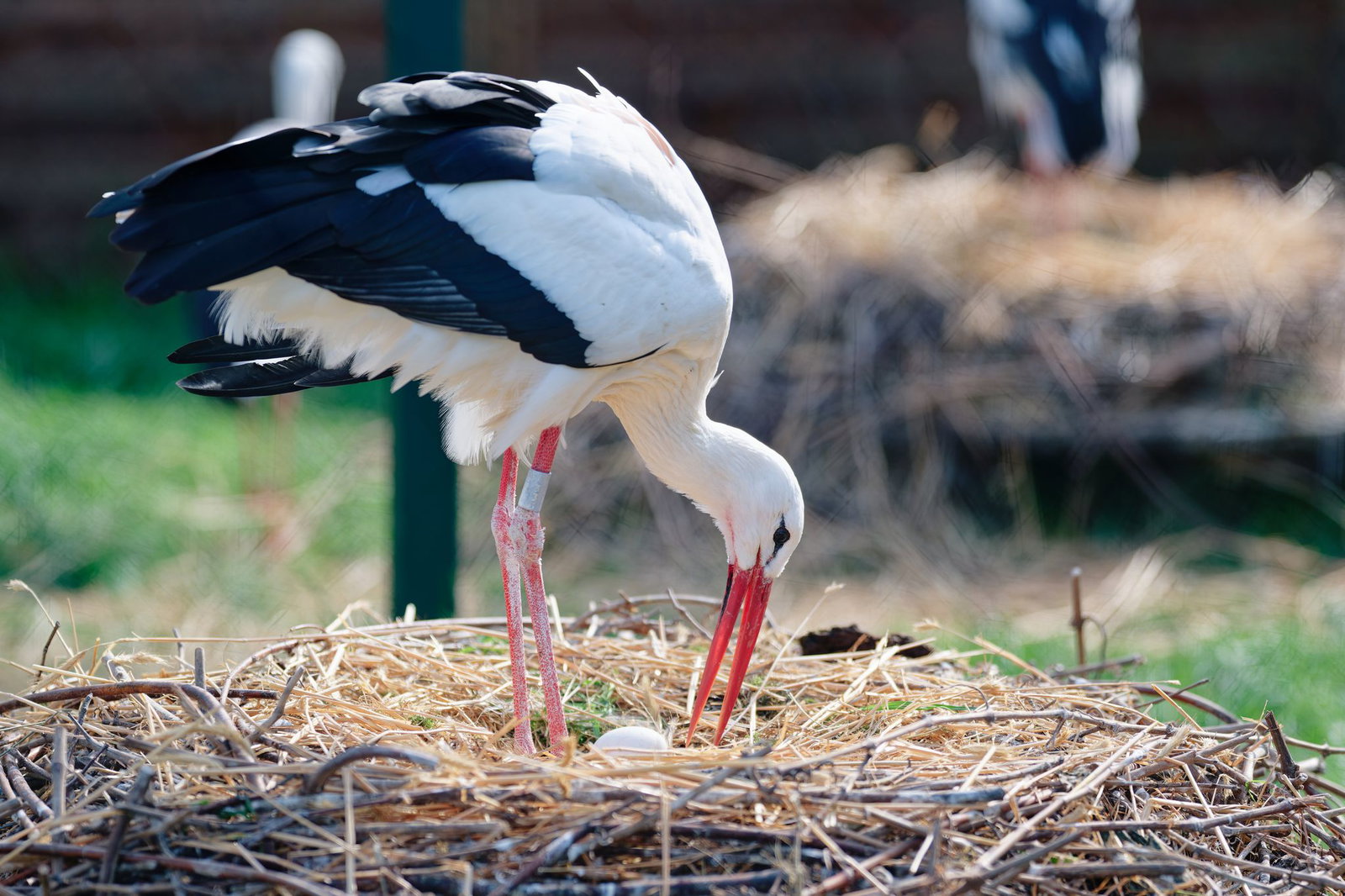 Der Bruterfolg der Störche hängt von vielen Faktoren ab. (Archivbild)