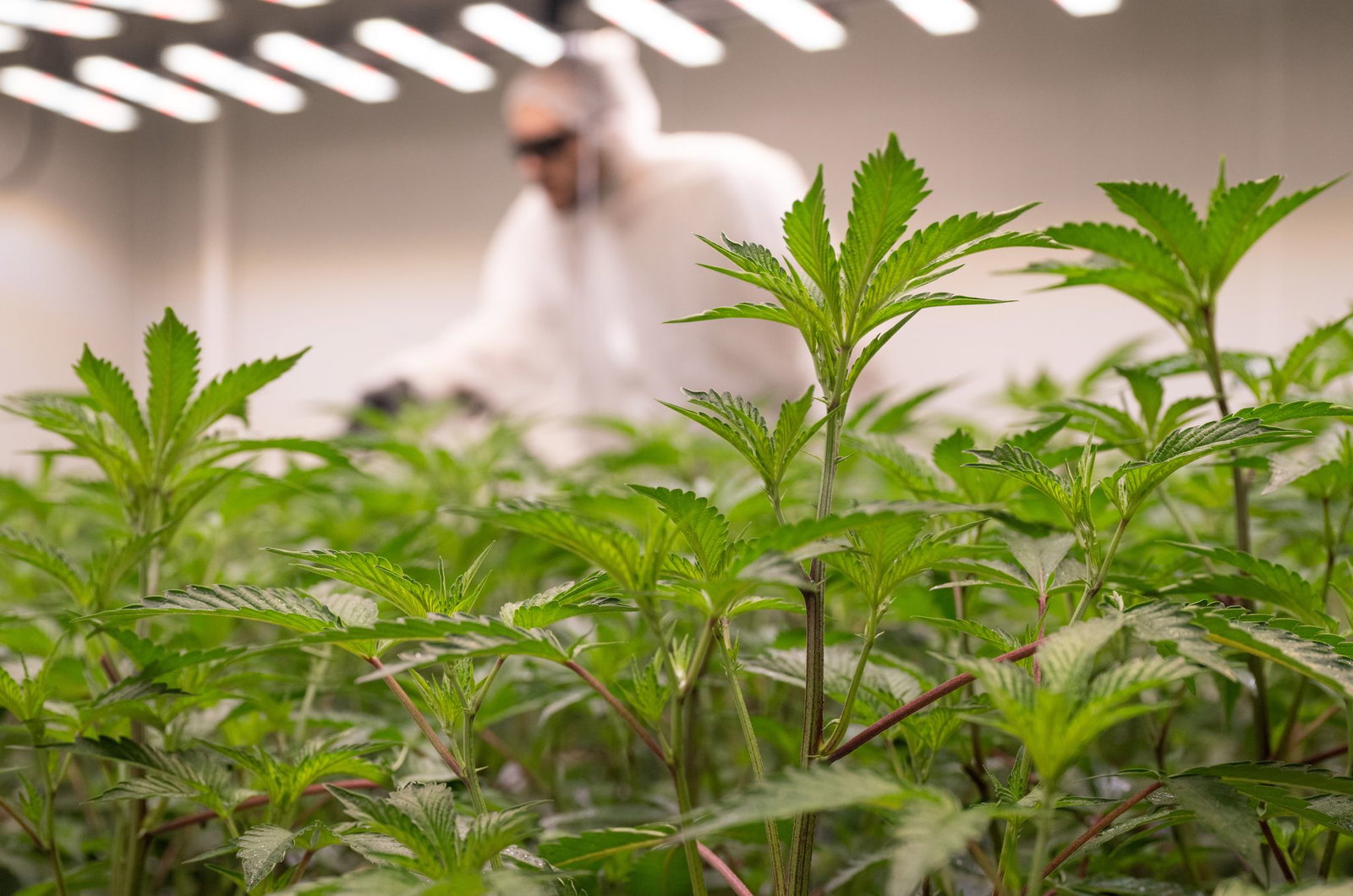 Das Landesamt für Soziales, Jugend und Versorgung kontrolliert in Rheinland-Pfalz Cannabis-Anbauvereinigungen. (Archivfoto)