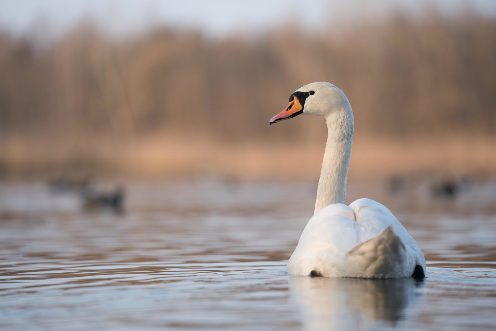 Schwan auf dem Wasser
