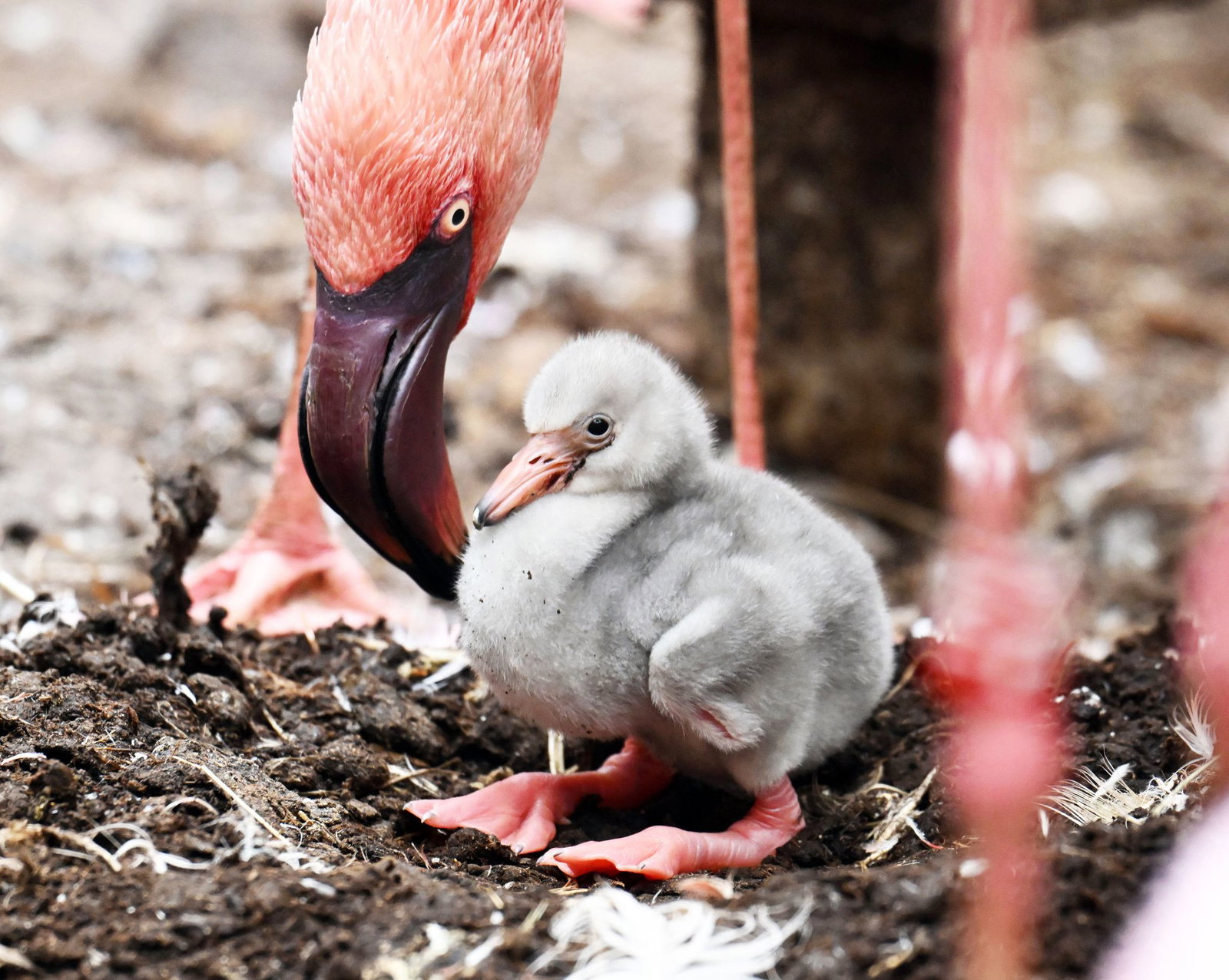Erst mit drei Jahren entwickeln die Jungtiere ihr typisches rosa Federkleid.