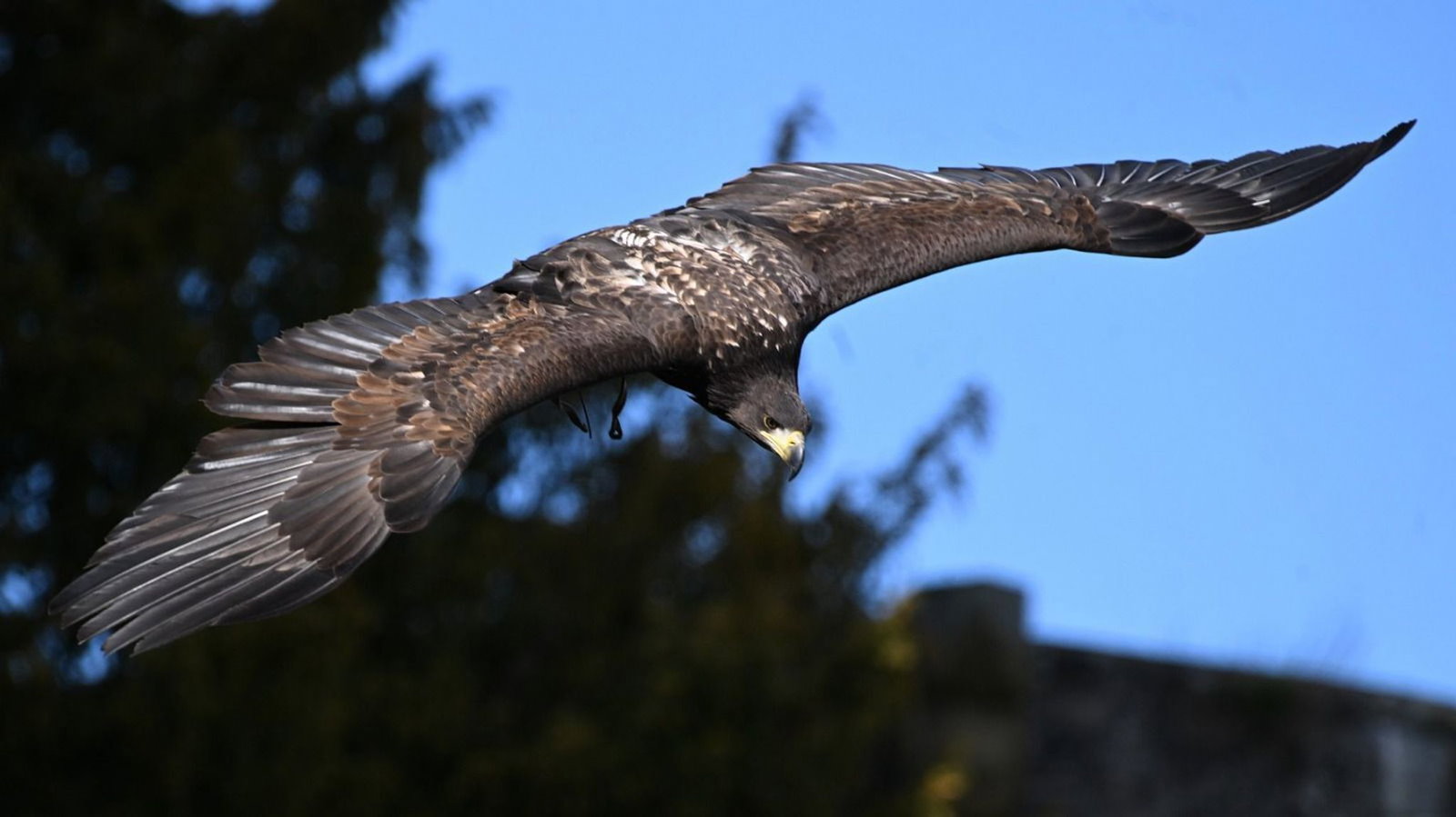 Seeadler Romeo flatterte nach etwas Überzeugungsarbeit zurück zu einer Mitarbeiterin der Greifenwarte.