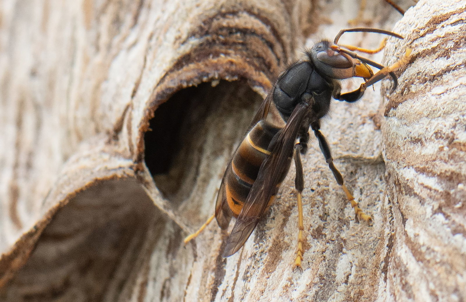 Die Asiatische Hornisse vertilgt eine Vielzahl von Insektenarten. (Archivbild)