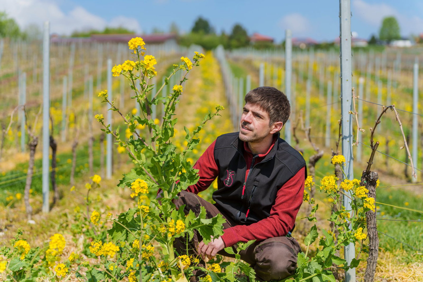 Florian Schmitt setzt unter anderem auf Winterrübse. 