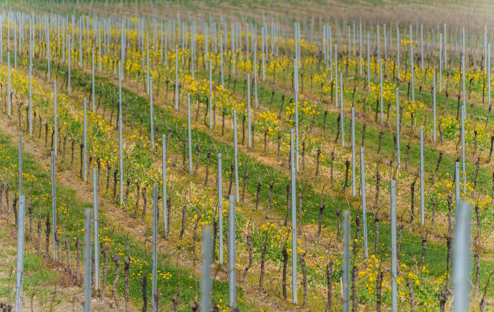 Alle zwei Rebzeilen ein Blühstreifen.