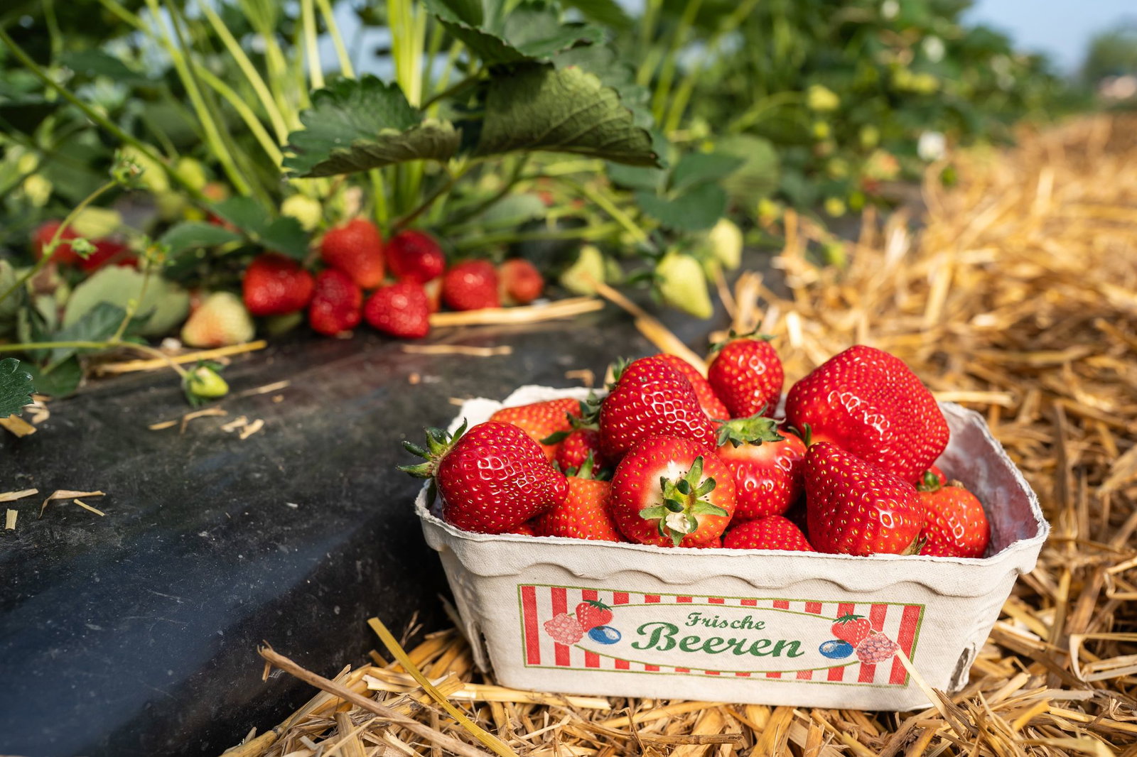 Ende der Woche gehen die ersten Erdbeeren der Saison in den Verkauf.
