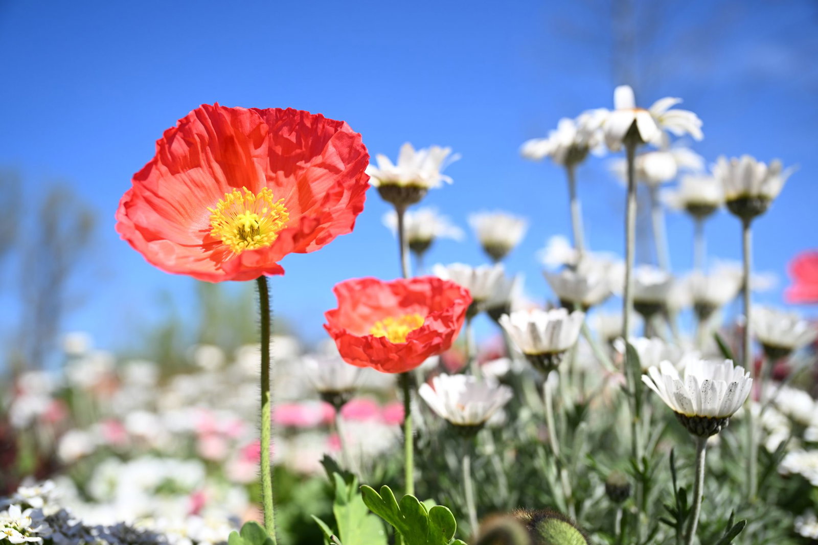 Zehntausende Blumenzwiebeln und Pflanzen wurden auf dem Gelände neu gesetzt. (Archivbild)