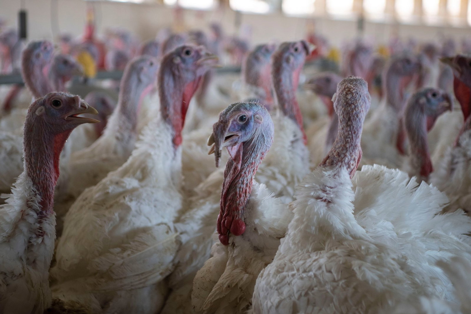 Das Bundesgericht hat ein Grundsatzurteil zur Putenhaltung gesprochen. (Archivbild)