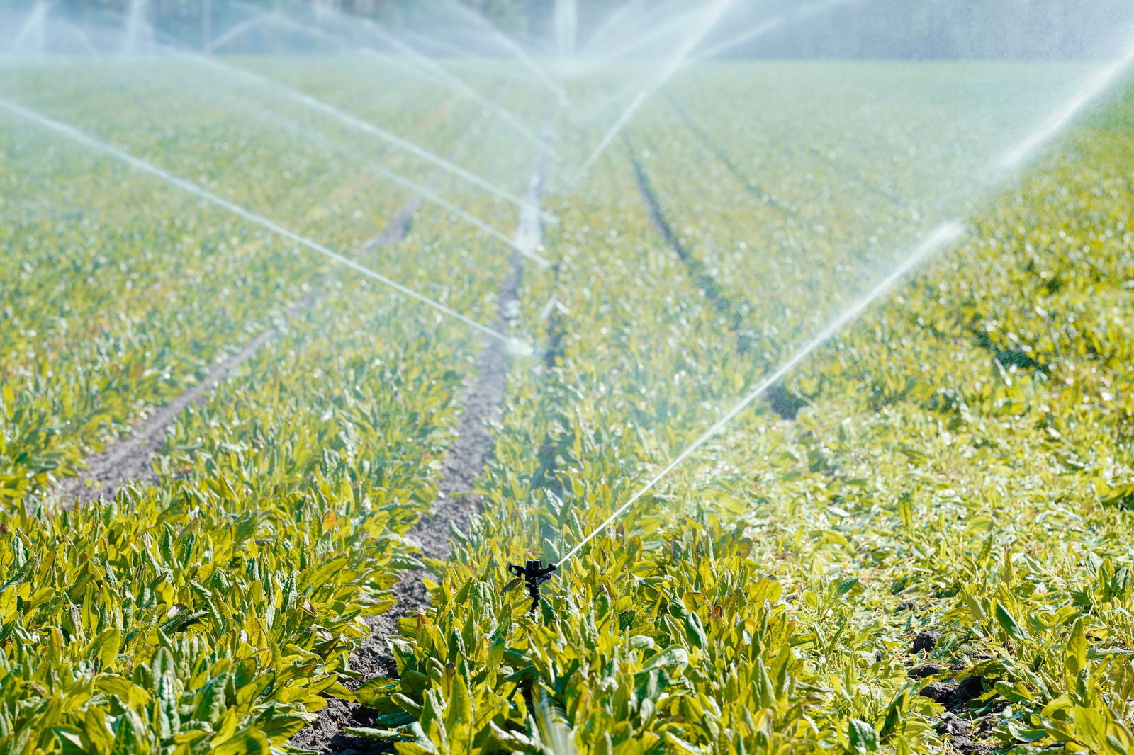 Seit Anfang 2024 muss auch die Landwirtschaft zahlen, wenn sie bestimmte Mengen an Grund- oder Oberflächenwasser entnimmt. (Archivbild)