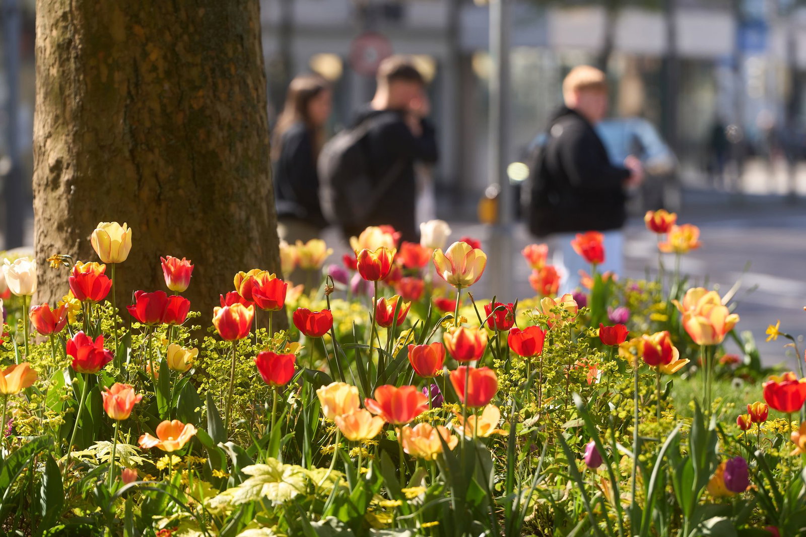 Sonne ist auch in den nächsten Tagen zu erwarten. (Archivbild)