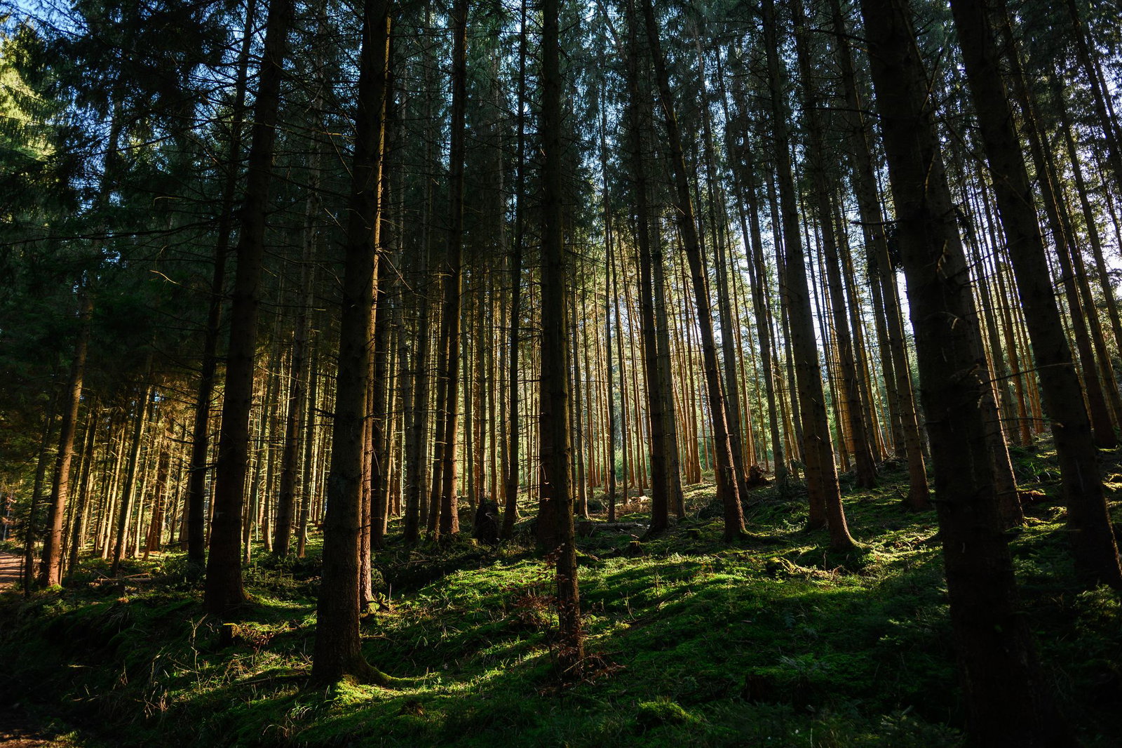Die Waldbrandgefahr steigt laut DWD bis zum Donnerstag an. (Symbolbild)