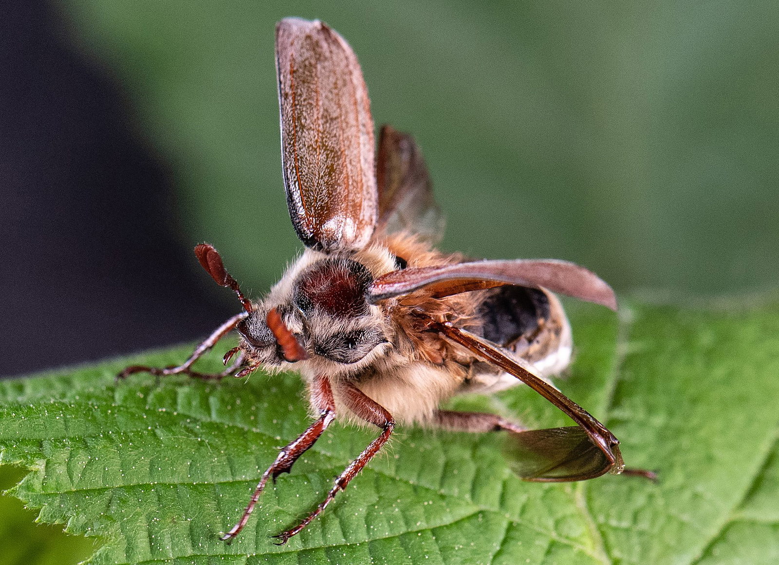 Erwachsene Käfer fressen die frischen Blätter von Laubbäumen. (Archivbild)