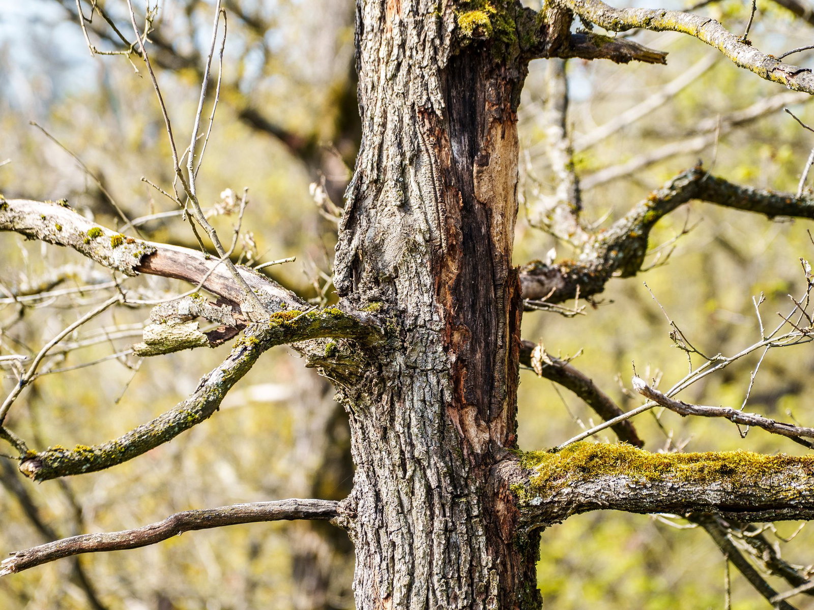Die Bäume leiden unter Trockenheit und Hitze. 