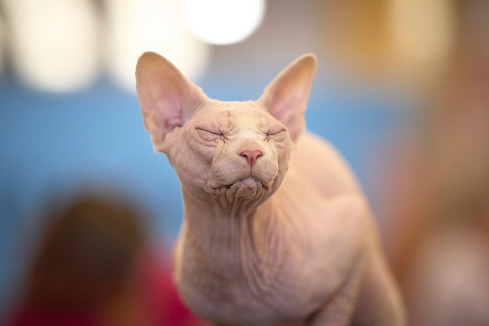 Sphynx-Katzen sind eine nahezu haarlose Katzenrasse. (Symbolbild)