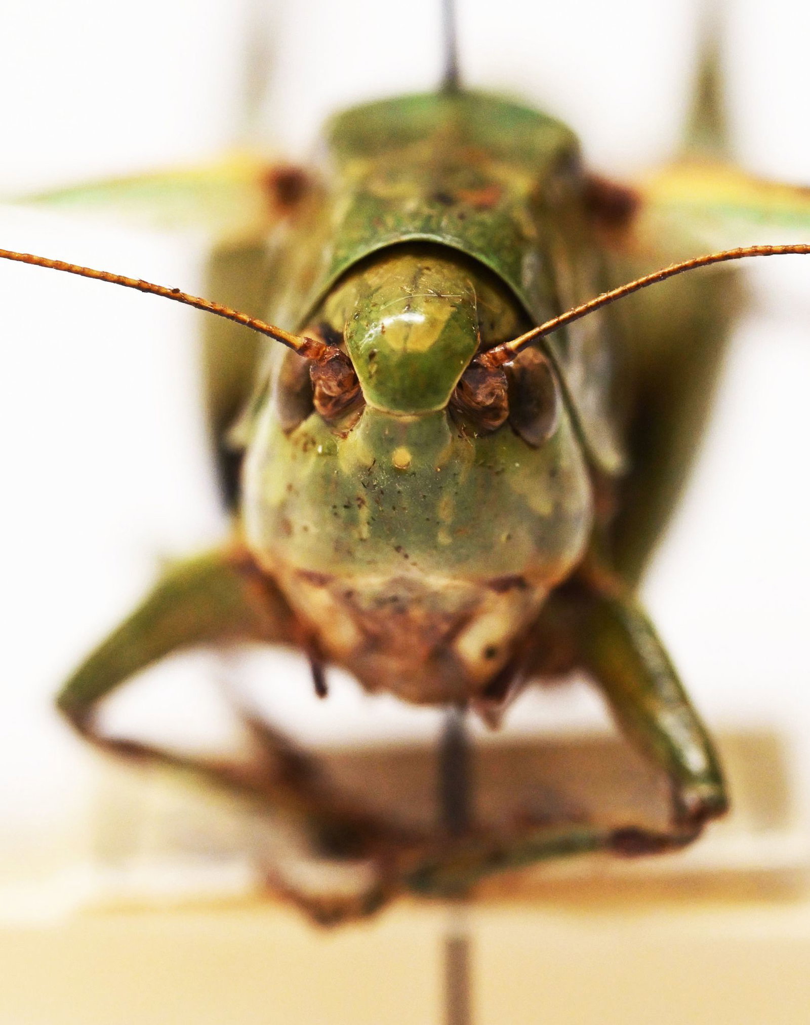 Bei genauer Betrachtung kann man das Gesicht gut erkennen.