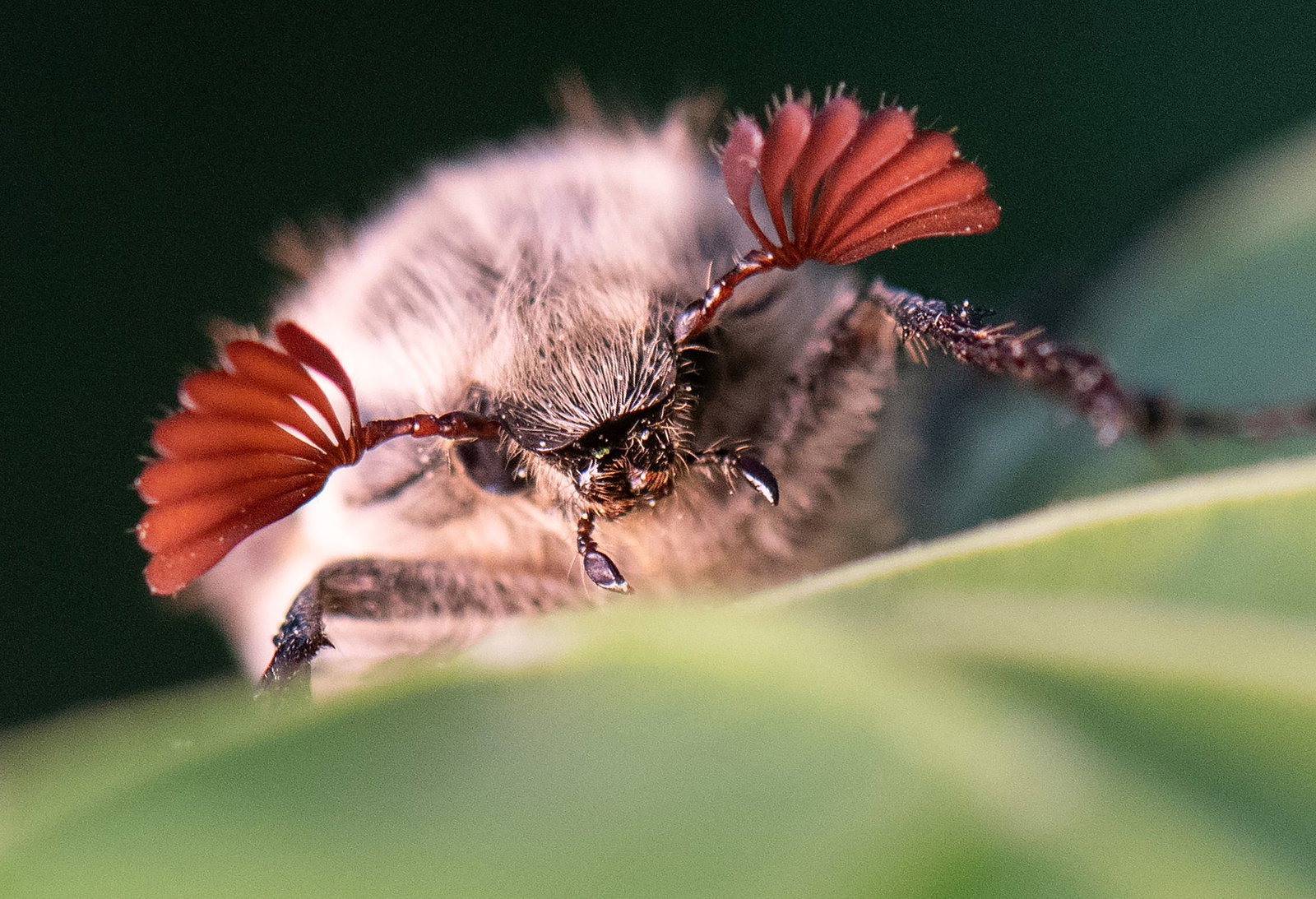 Maikäfer profitieren von den trockenen Bedingungen. (Archivbild)