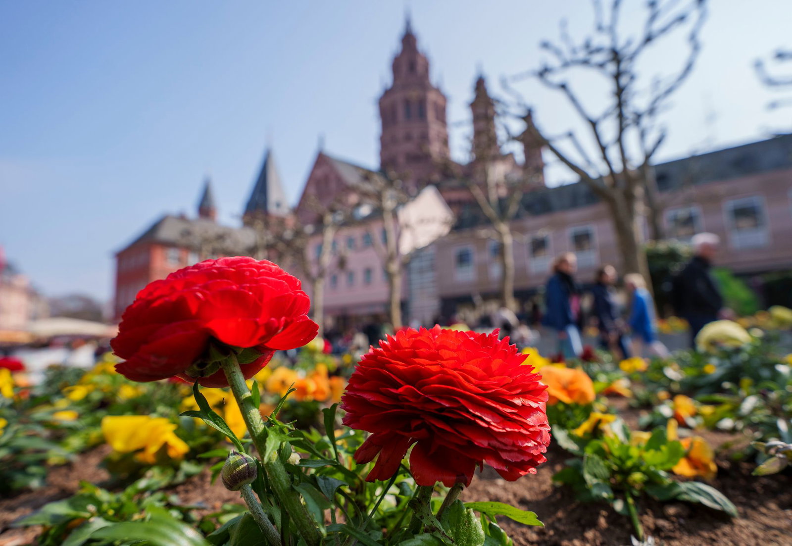 Die Menschen in Rheinland-Pfalz und im Saarland erwartet ein heiterer und trockener Frühlingstag. (Archivbild)