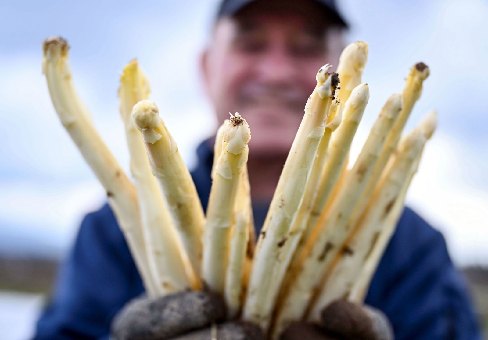 Spargel gibt es zu Ostern vor allem bei den Direktvermarktern - in den Supermärkten sieht das Angebot mancherorts eher dünn aus (Archivbild)