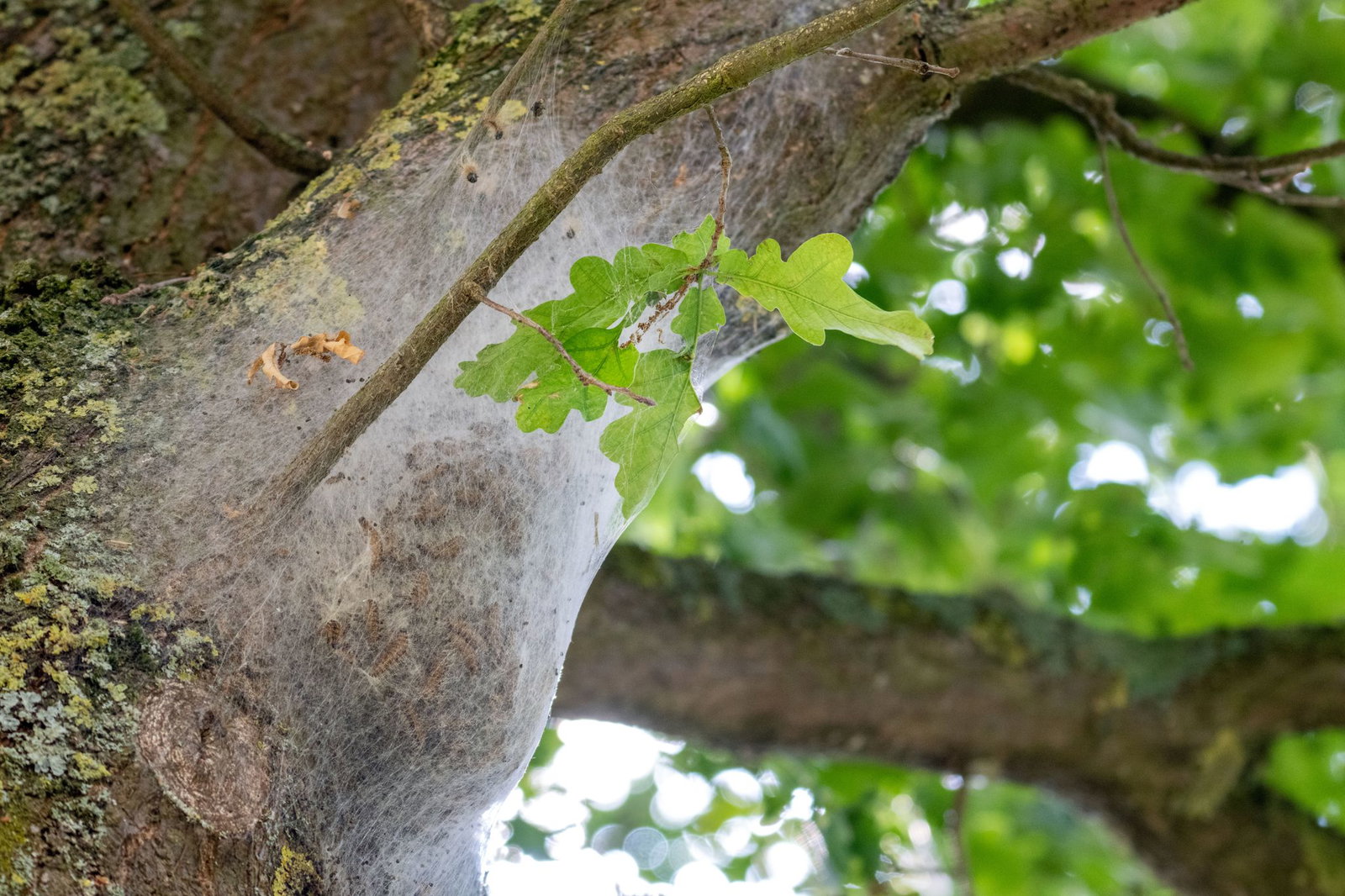 Wer ein Nest mit solchen Gespinsten entdeckt, sollte Abstand halten. (Archivbild)