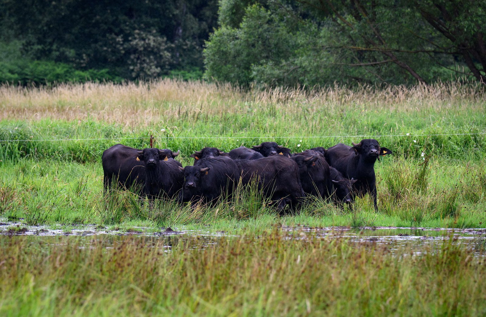 Eine mögliche Bewirtschaftung für nasse Flächen bieten Wasserbüffel, die mit dem feuchten Untergrund gut zurechtkommen. (Archivbild)