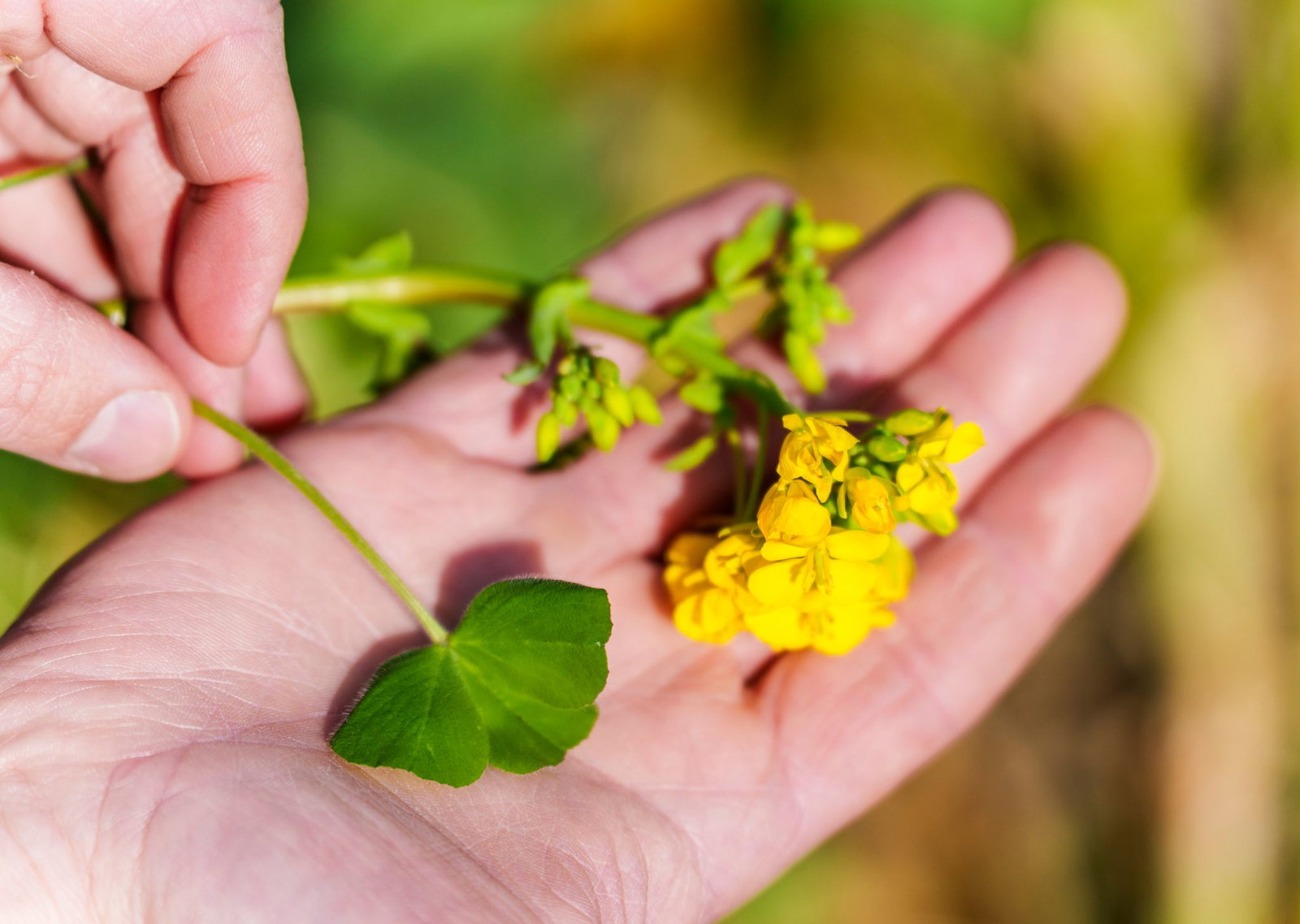 Winterrübse und Inkarnat-Klee gehören zu Schmitts Blühstreifen-Mischung. 