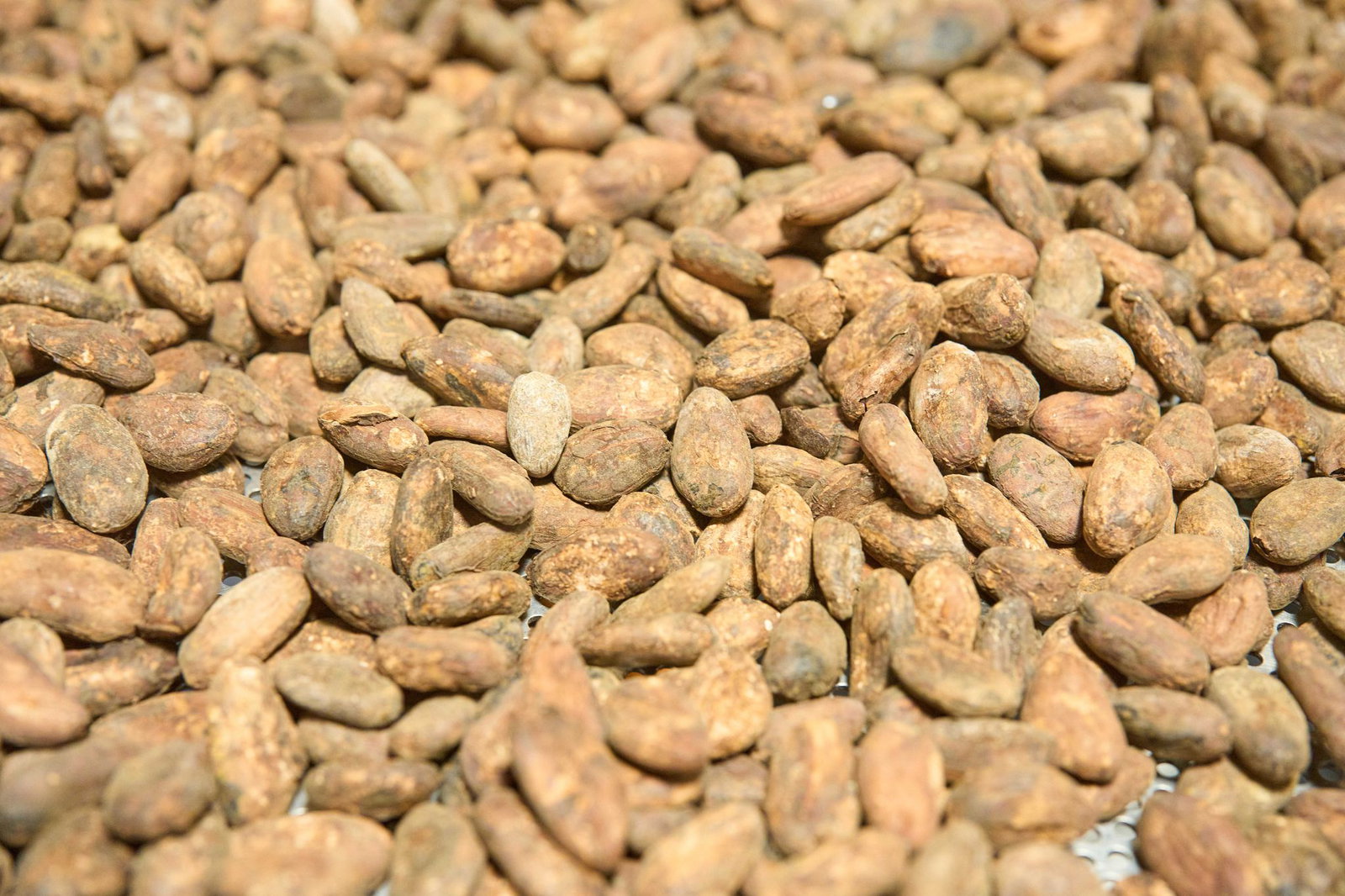 Die Preise für Kakaobohnen sind zuletzt stark geschwankt. 