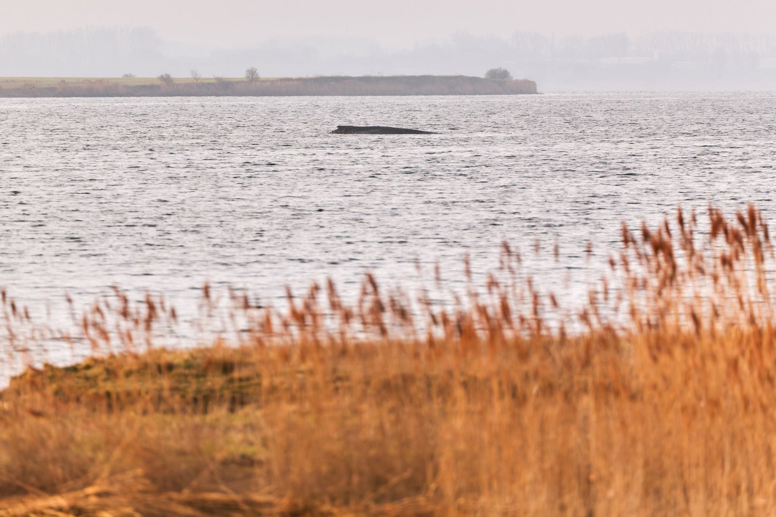 Der Wal liegt auf einer Sandbank vor der Insel Poel.