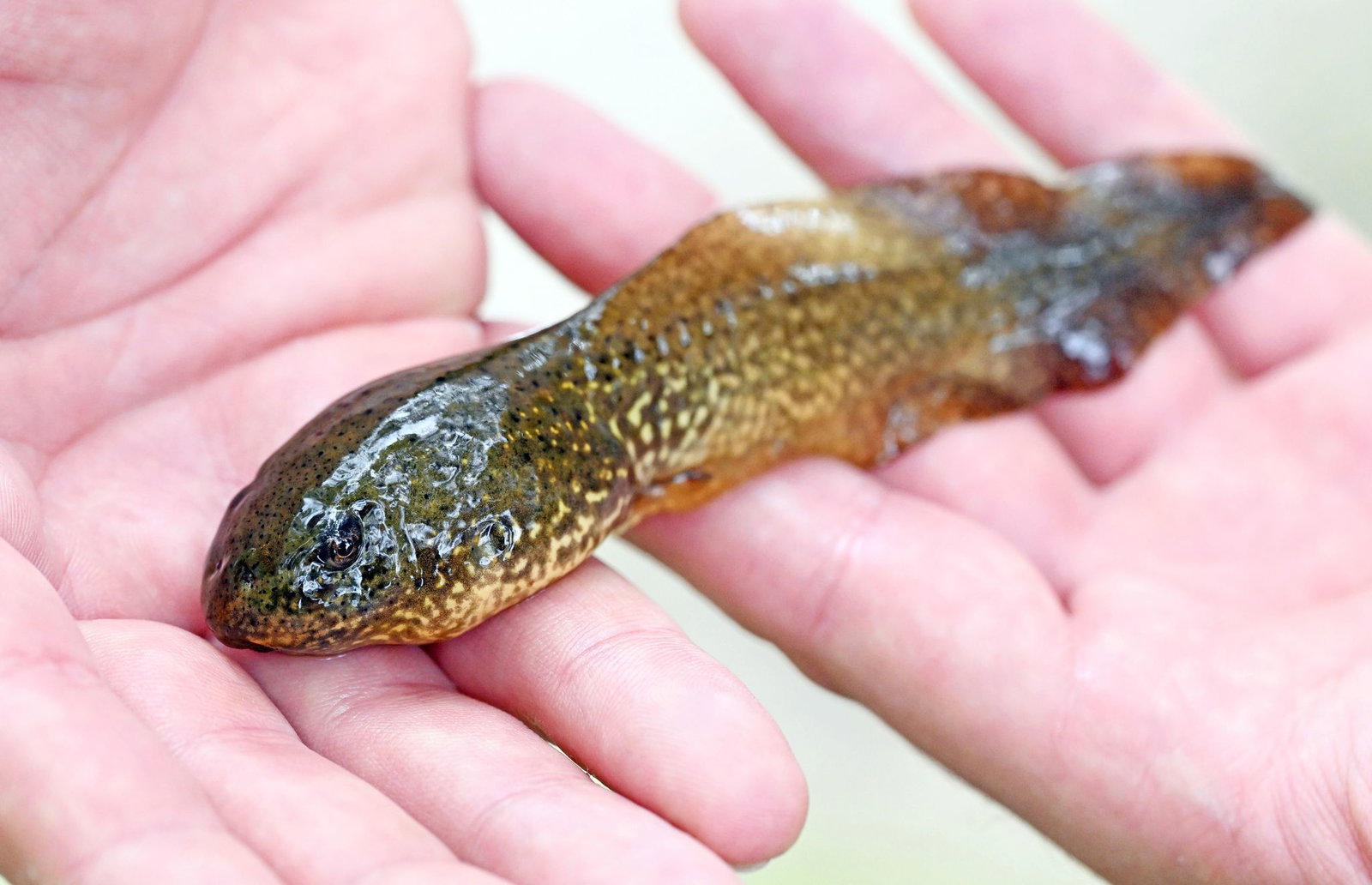 Auch die Kaulquappen der Ochsenfrösche haben XXL-Format. (Archivbild)