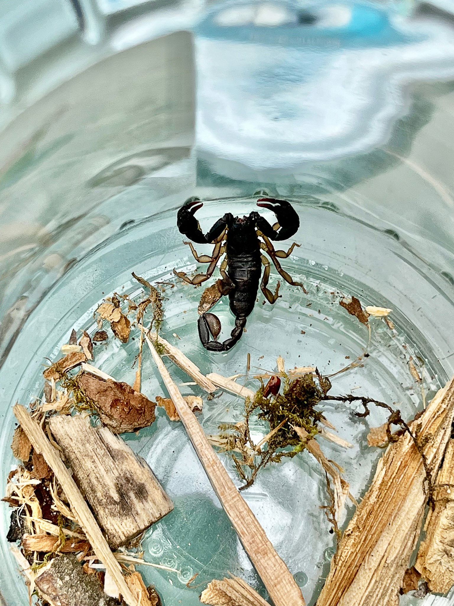 Ein Mann im baden-württembergischen Walldorf hat einen Skorpion auf seinem Balkon entdeckt.