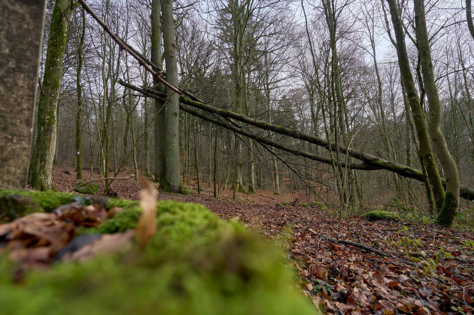 Ein Experte rät, bei stärkerem Wind den Wald zu meiden (Symbolbild)