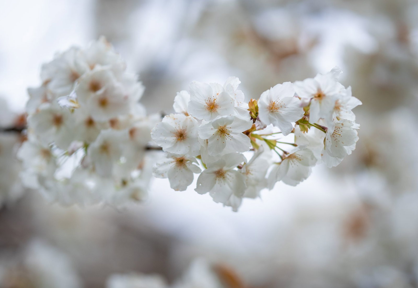 Das Wetter an Ostermontag wird überwiegend freundlich. (Archivbild)