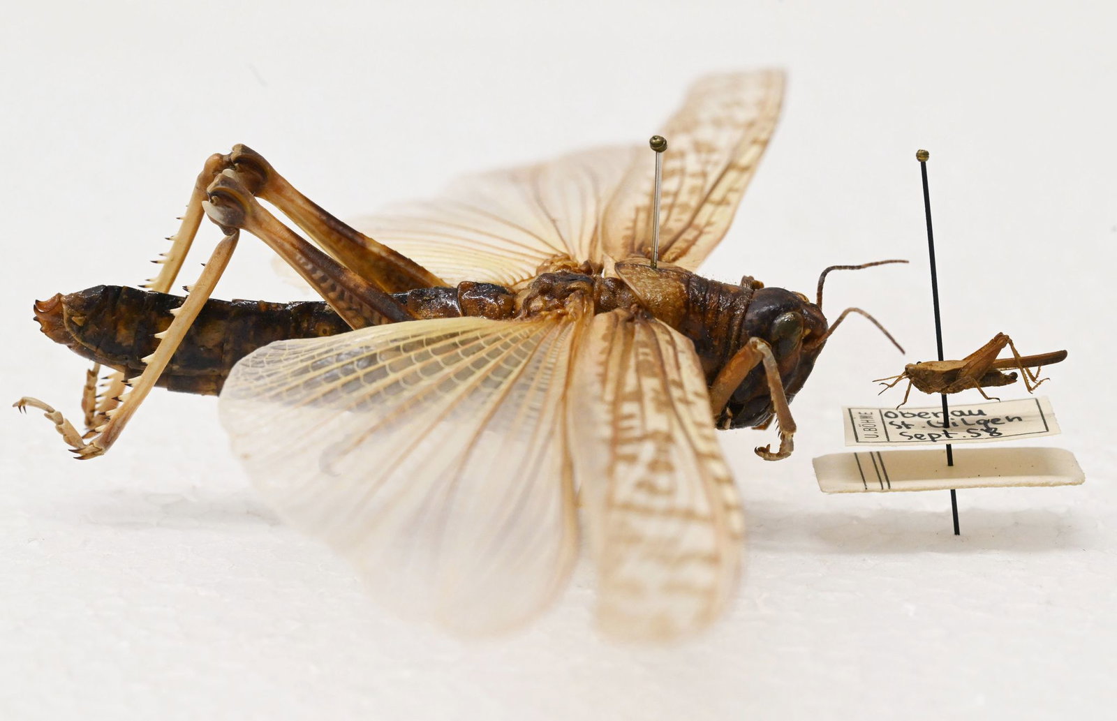 Beeindruckender Größenunterschied: Während die Dornschrecke (rechts) hierzulande häufig vorkommt, werden Wanderheuschrecken (links) eher in Terrarien gehalten.