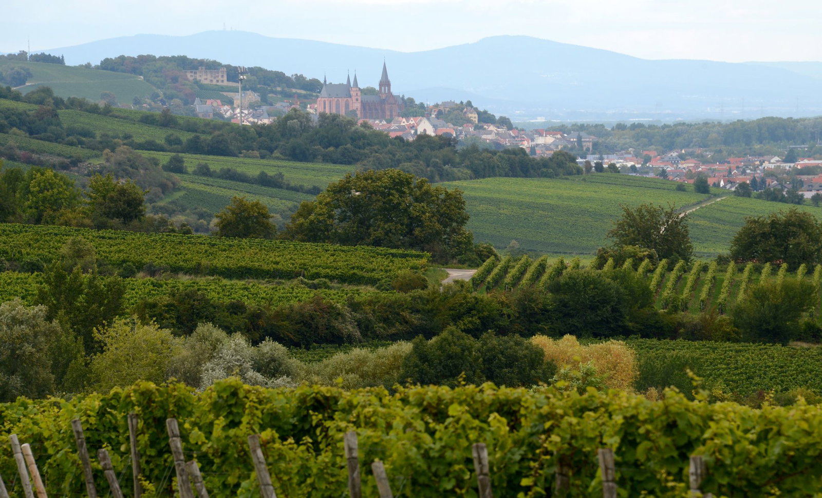 Wanderungen durch die rheinhessischen Weinberge bieten sich am Maifeiertag an. (Archivbild)