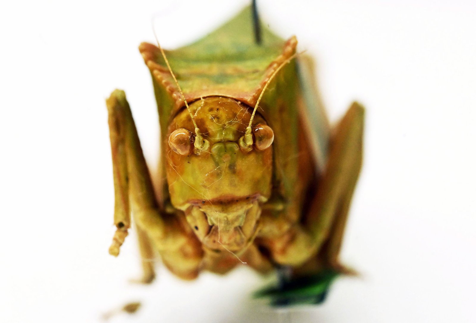 Riesenblattschrecken zählen zu den größten Insekten der Welt.