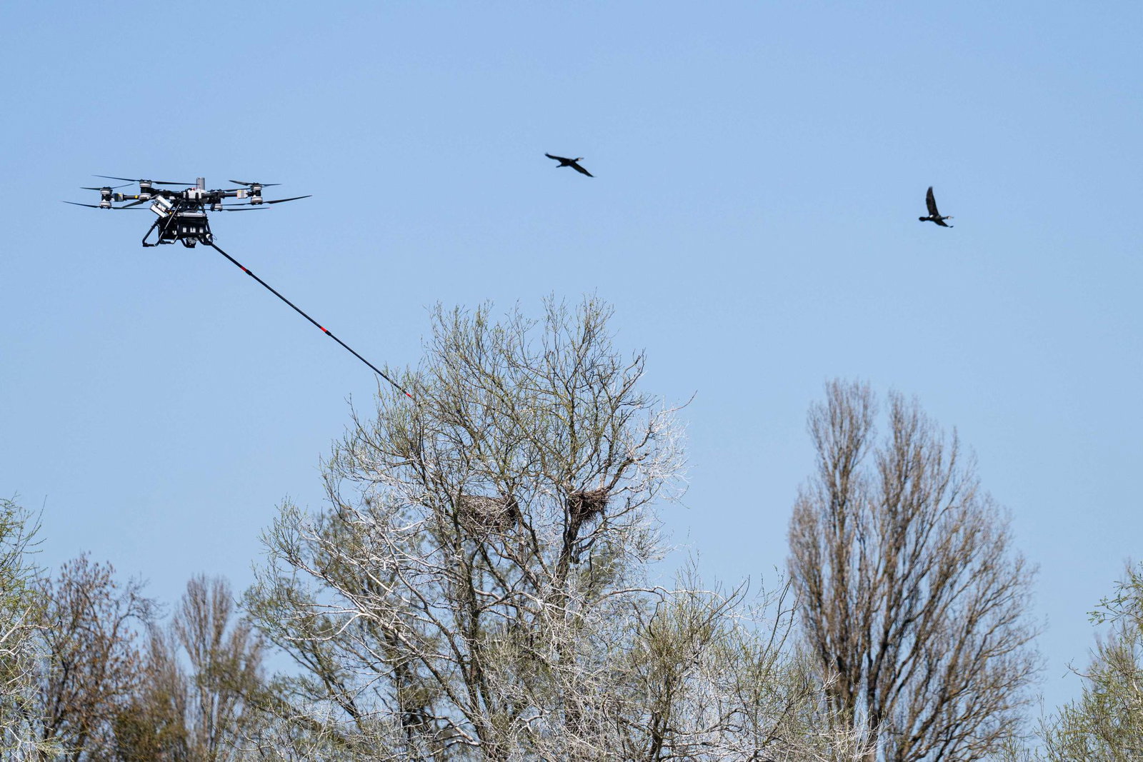 Die Drohne steuerte vier Nester an. 
