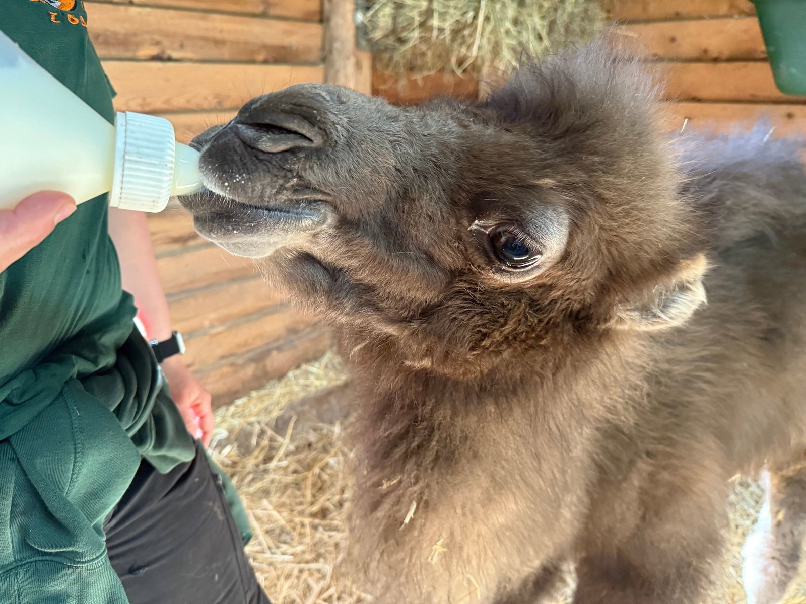 Für den Zoo ist es der erste Trampeltier-Nachwuchs seit 2009.