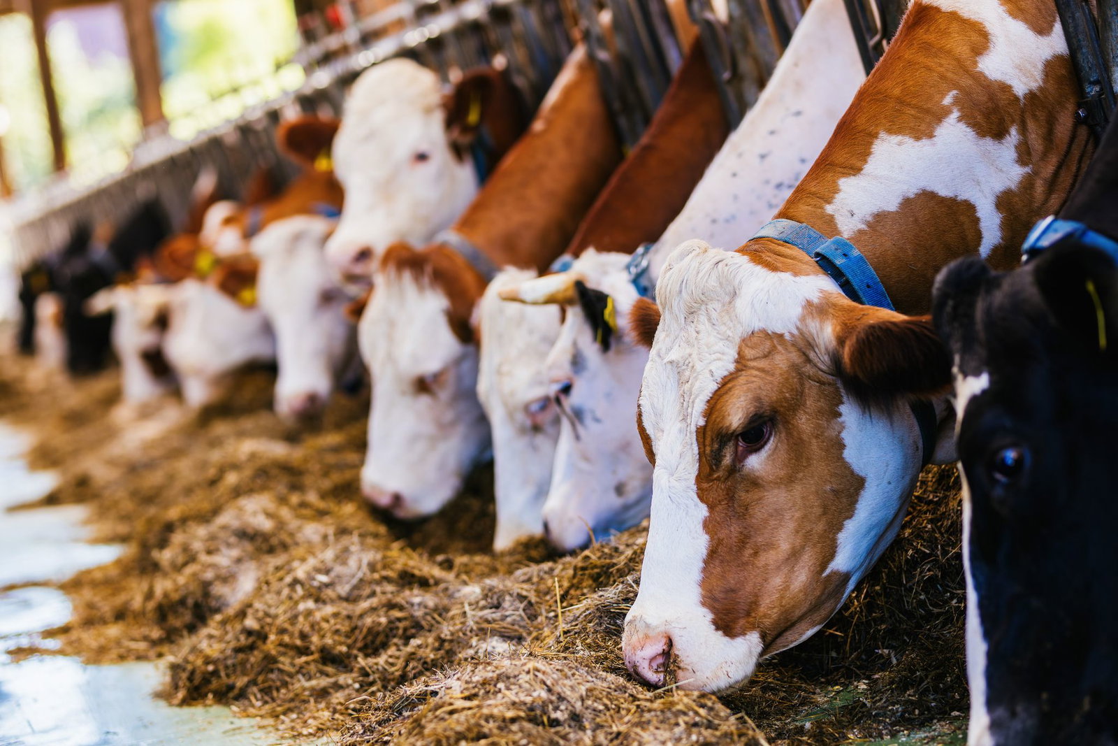 Landesbauernverband: Existenzgefährdenden Einbußen bei Milchviehbetrieben. (Archivbild)