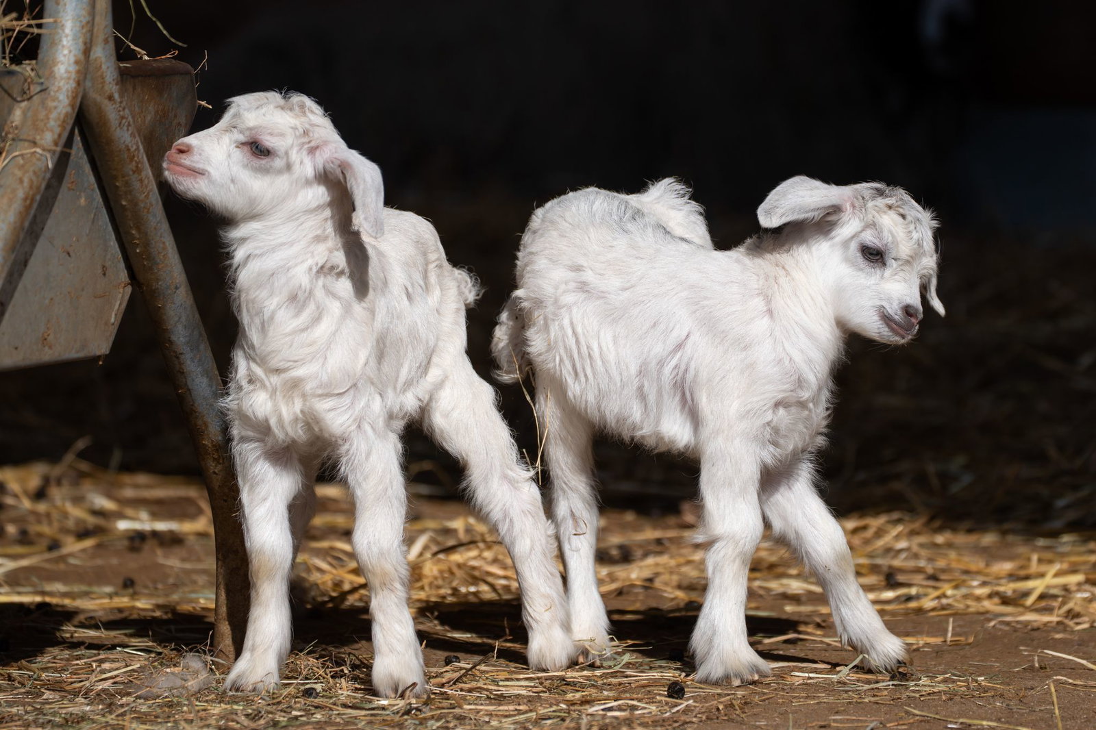 Auf wackligen Beinen erkunden die jungen Kaschmirziegen ihr Gehege in der Wilhelma. 