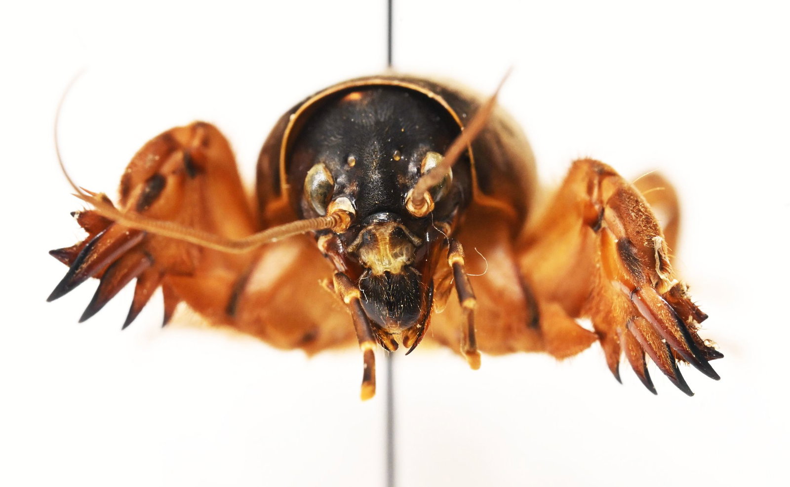 Die Maulwurfsgrille hat Schaufeln, um sich durchs Erdreich zu buddeln.