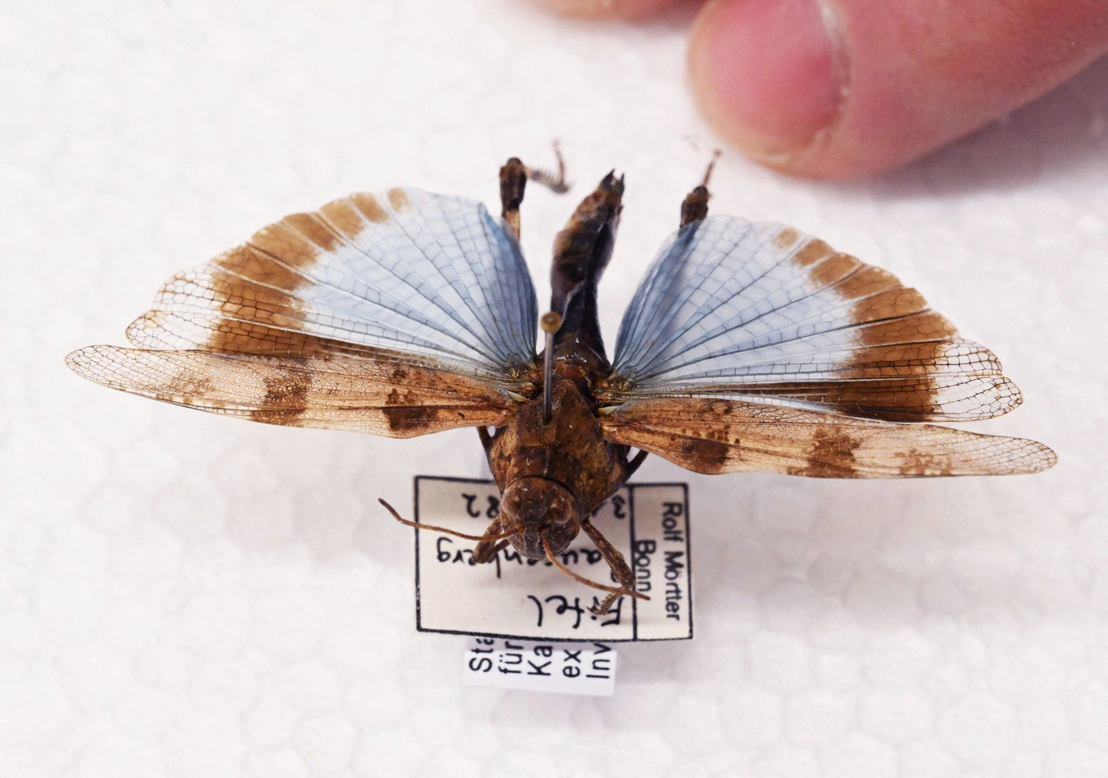 Manche Heuschrecken wie die Blauflügelige Ödlandschrecke können auf den ersten Blick mit Schmetterlingen verwechselt werden.  