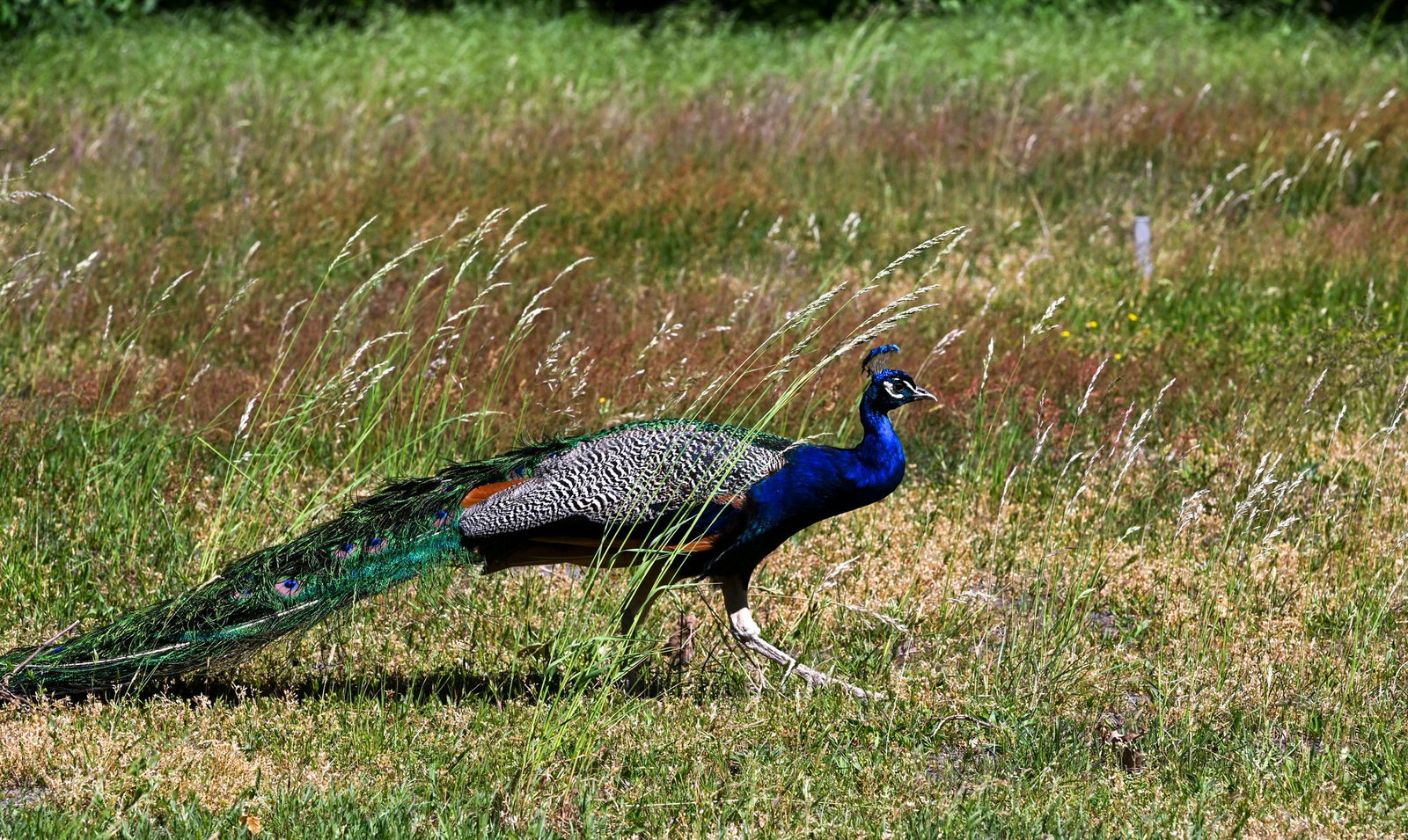 Ein Pfau stolzierte in Lahr vor Autofahrern über die Straße. (Symbolbild)